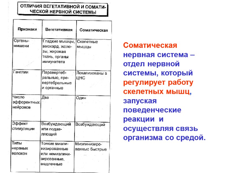 Соматическая нервная система – отдел нервной системы, который регулирует работу скелетных мышц, запуская поведенческие Соматическая нервная система – отдел нервной системы, который регулирует работу скелетных мышц, запуская поведенческие